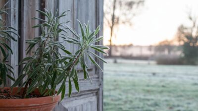 Comment préparer votre laurier-rose en pot pour survivre à l'hiver ? Une étape essentielle à réaliser maintenant